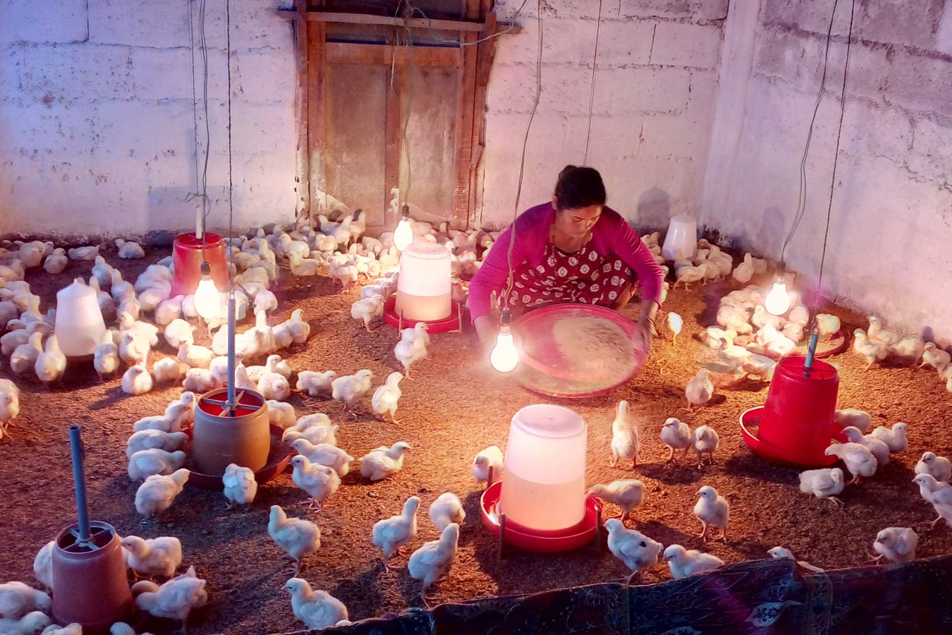 Pluimveehouderij in Kalika