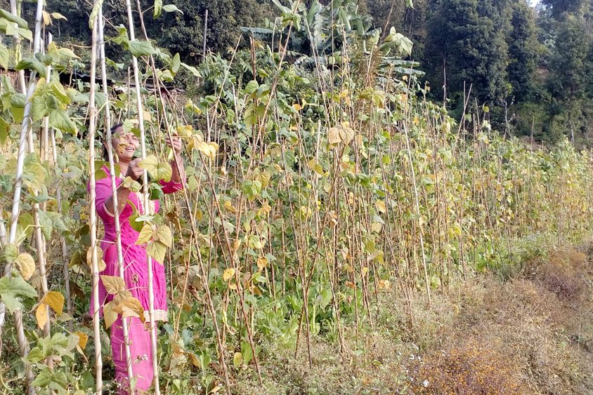 Sita Raivat aan het werk in de bonenteelt