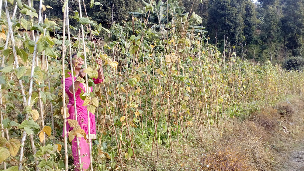 Sita Raivat working at her bean farm