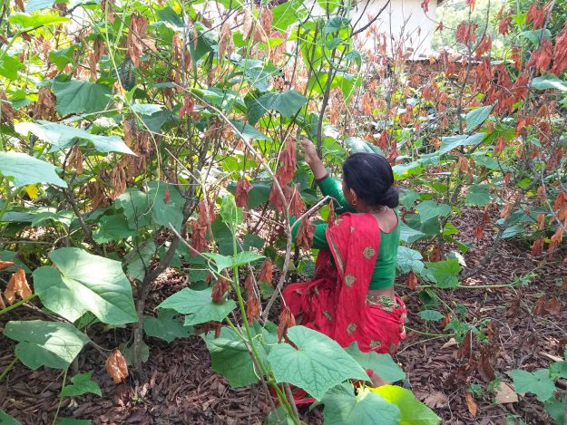 Sita Poudel in haar groententuin