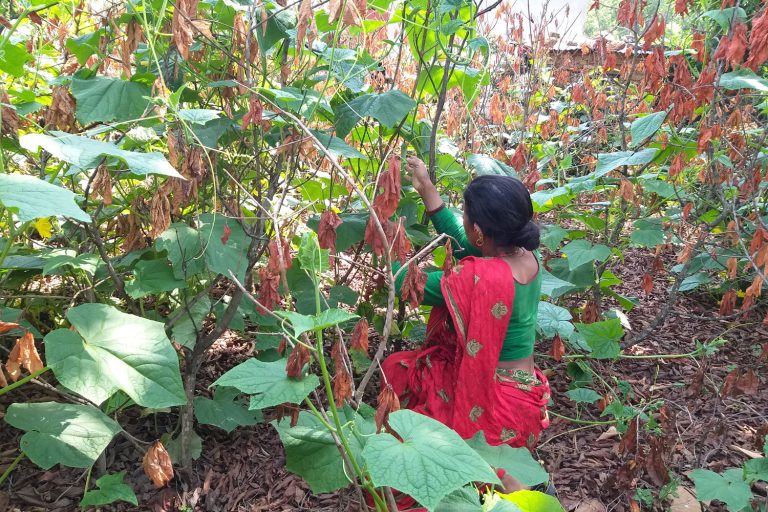 Sita Poudel in haar groententuin Sita Poudel in haar groententuin